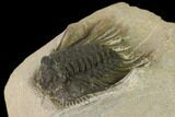 Leonaspis & Dalejeproetus Trilobite Association - Morocco #138106-5
